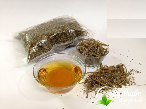 Mua vị thuốc cây chó đẻ ở đâu?